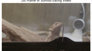 フトアゴヒゲトカゲがゲージに入って外を見ている