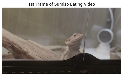 フトアゴヒゲトカゲがゲージに入って外を見ている